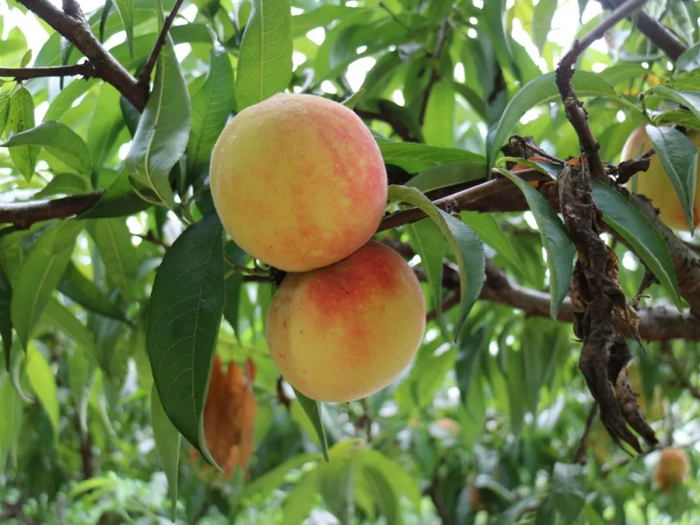 黄桃 图：合川区太和镇