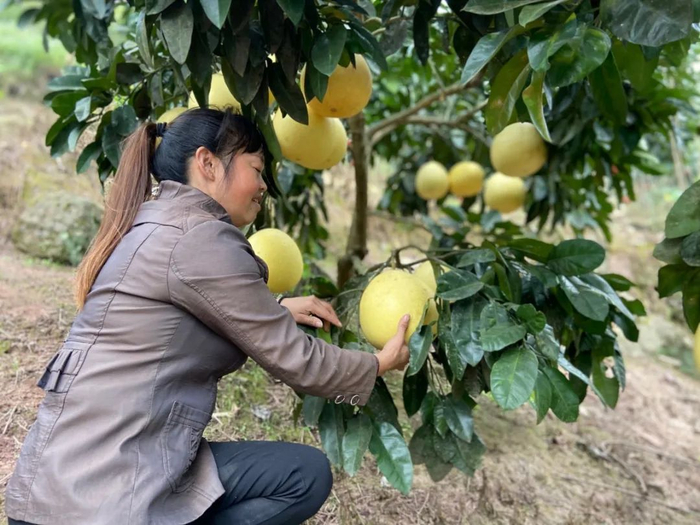 红肉蜜柚 喻文萱 摄