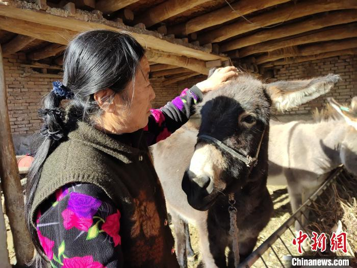 图为刘景芳和她的“扶贫驴”。　程阳　摄