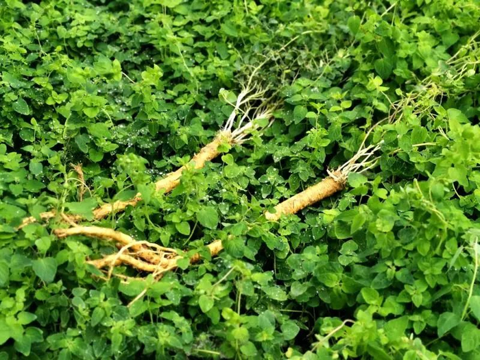 庙党 图：巫山县红椿土家族乡政府