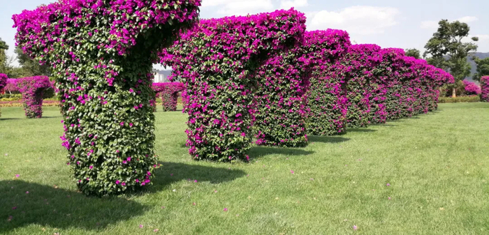 （图片来源于云南为君开园林工程有限公司微信公众号）