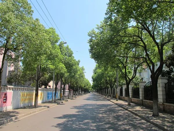 参考相关行道树修剪标准，香樟树正常修剪后应呈现的形态 业内人士供图