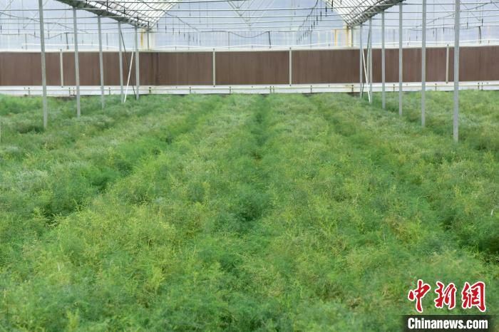未来两年东坪村规划种植黄精500亩。　罗永皓 摄