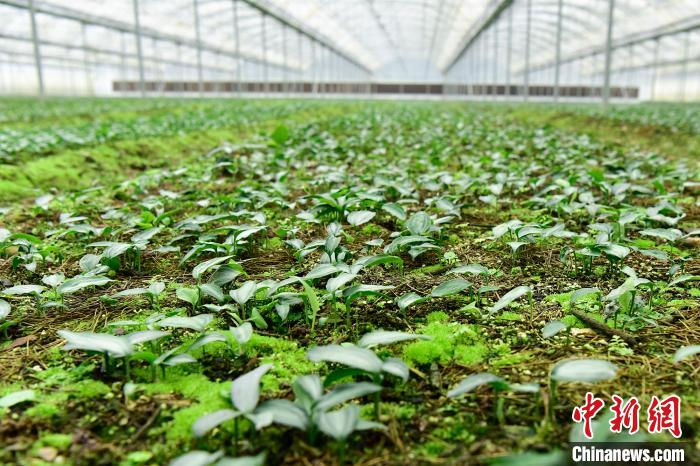     图为东坪村大棚育苗基地的黄精种苗。　罗永皓　摄