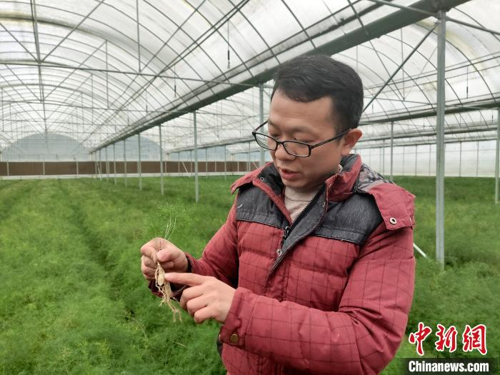 图为叶茂介绍大棚育苗基地里的中药材。　黄麓茜 摄