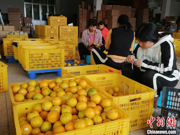 红橙成为廉江乡村振兴的主打农产品。梁天宇 摄