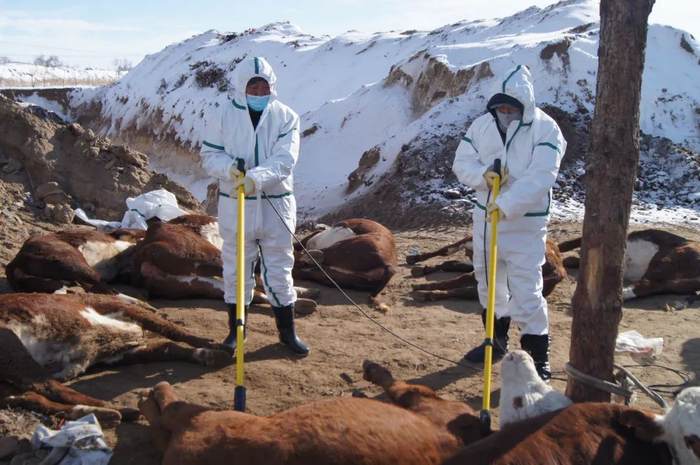 　　11月24日，锡林郭勒盟正蓝旗农牧业综合执法大队工作人员在填埋场对病牛及检测阳性牛进行扑杀（受访者供图）