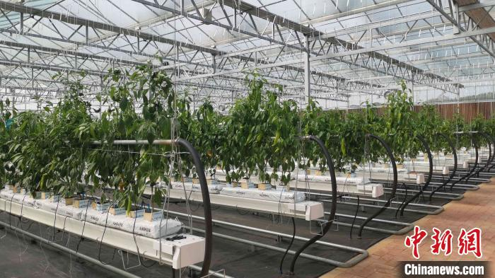 长沙节水型社会建设生态农业高效节水灌溉项目。　付敬懿 摄