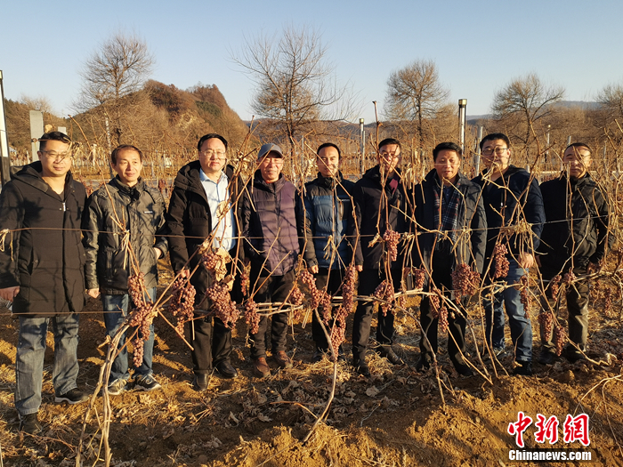 辽宁黄金冰谷冰酒酒庄即将迎来2020年份冰葡萄采收季