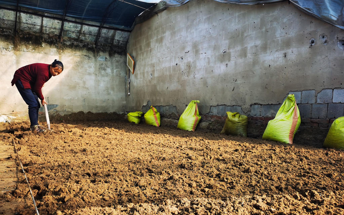 种植户正在地里忙碌着。新京报记者王颖 摄&nbsp;