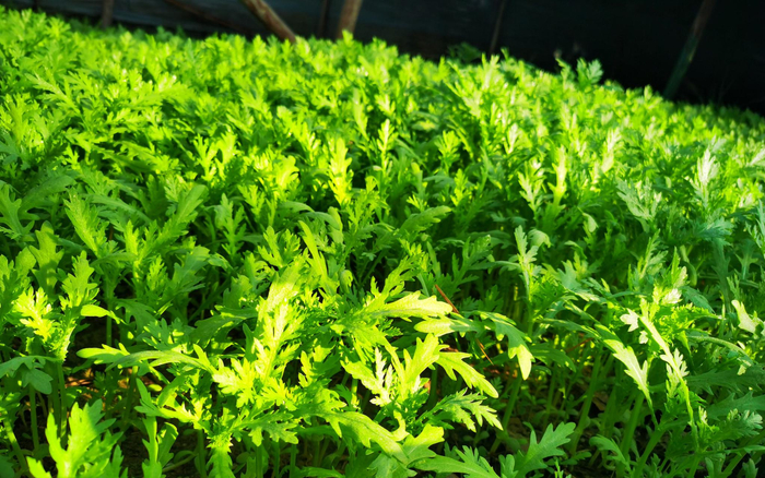 大棚里种植着嫩绿的蒿子秆。新京报记者王颖 摄&nbsp;