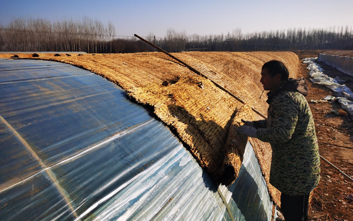 种植户把大棚上的草料卷起来，让阳光照进大棚。新京报记者 王颖 摄