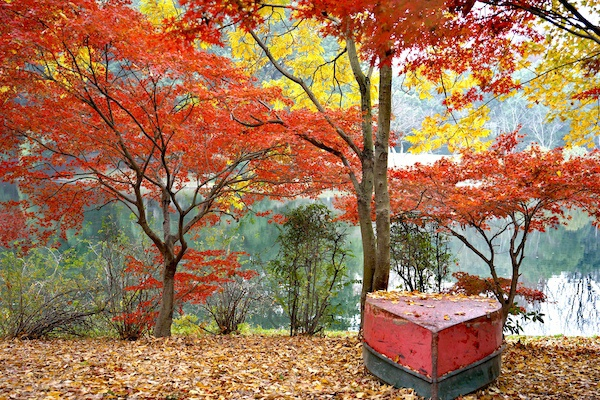 图说：共青森林公园“最佳赏秋季” 采访对象供图（下同）