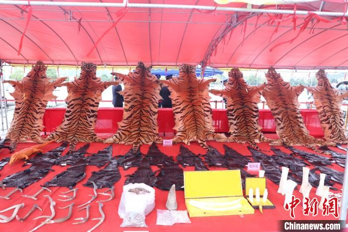 图为警方查获的老虎皮等珍贵、濒危野生动物制品 林浩 摄