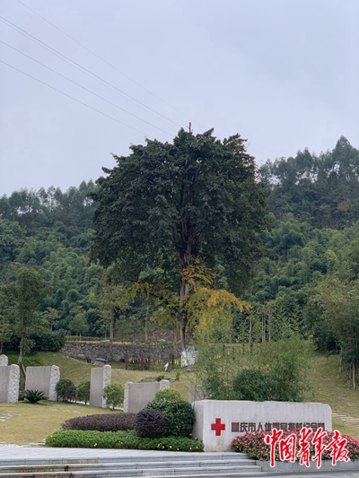     重庆市人体器官捐献纪念园，两棵树相拥而长。中青报·中青网记者 杨杰/摄