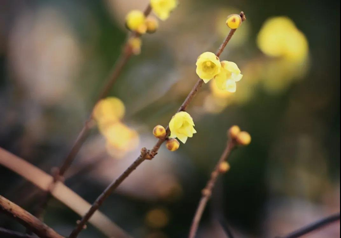 上海植物园绽放的蜡梅 本文图片均来自微信公众号“绿色上海”