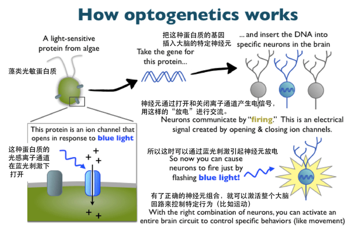 光遗传技术原理