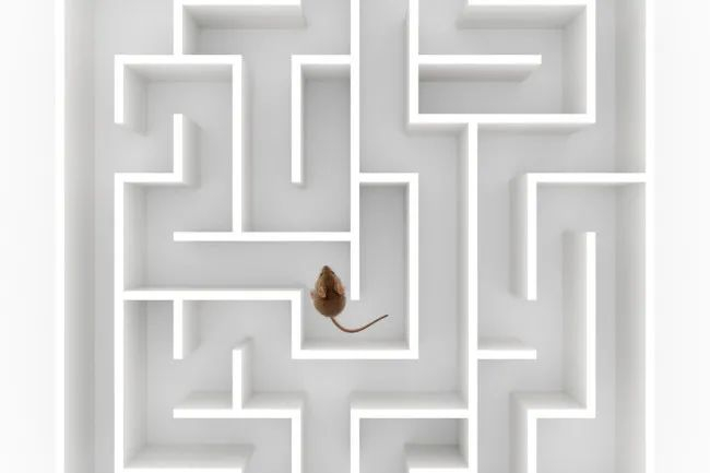 　　卡尔·拉什里关于大鼠大脑的记忆储存实验