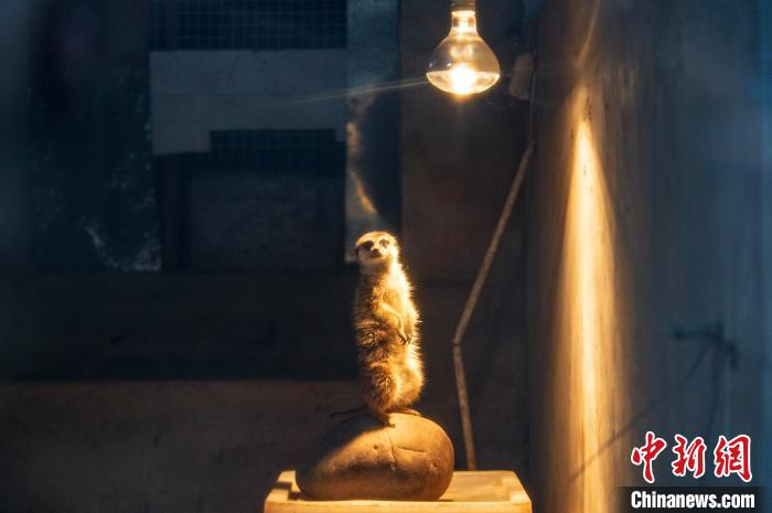 细尾獴在取暖灯下嬉戏打闹“卖萌”。景卫东 摄