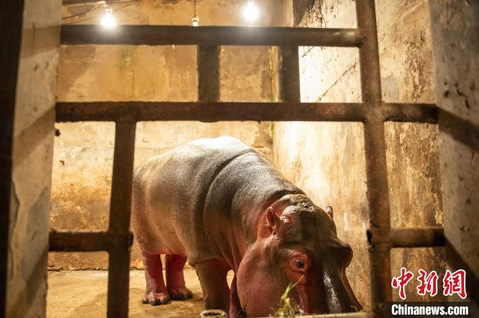 憨憨的河马在点着浴霸的屋内进食。景卫东 摄