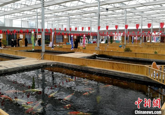 观赏鱼养殖最早记录出自贾汪汉画像石。如今贾汪以锦鲤搭台，创新“供销+基地+农户”特色农旅产业模式。　朱志庚 摄