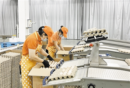 在沙县小吃产业园内，福建乐子食品科技有限公司员工正在给筛选好的鸡蛋装箱。记者 薛志伟摄