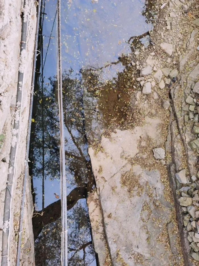 △//清澈见底的河水倒映着枝繁叶茂的古树