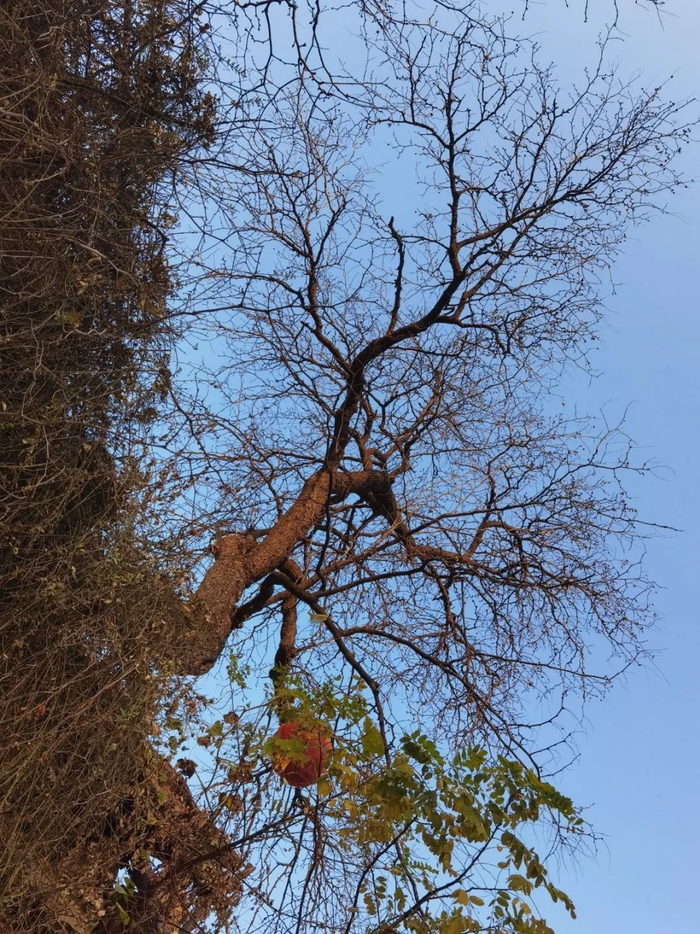 △//古木参天的酸枣树，根深叶茂