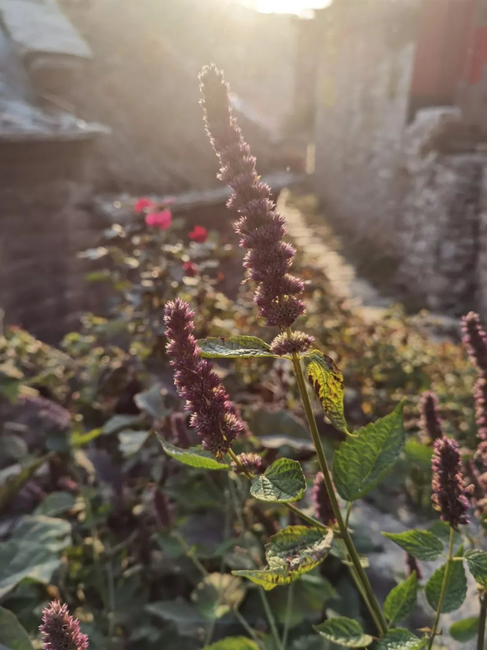 △//村里随处可见的花花草草，欣欣向荣