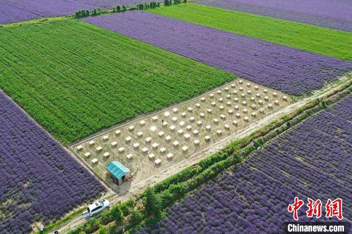     航拍新疆北屯市新原养蜂农民专业合作社伊犁河谷薰衣草种植基地的蜂场。（资料图）　陈洋　摄