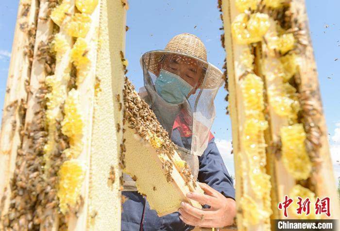 合作社蜂农查看蜂蜜酿造情况。　陈洋 摄