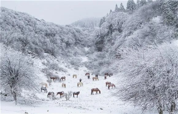 仙女山雪景 仙女山景区供图