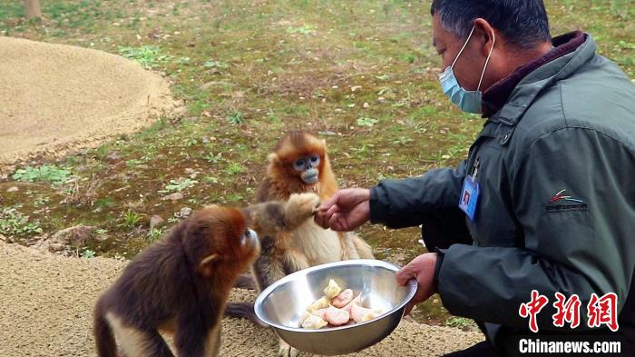动物品尝特色饺子过冬至。杭州野生动物世界供图