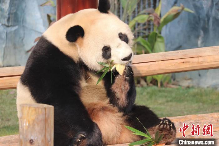 动物品尝特色饺子过冬至。杭州野生动物世界供图