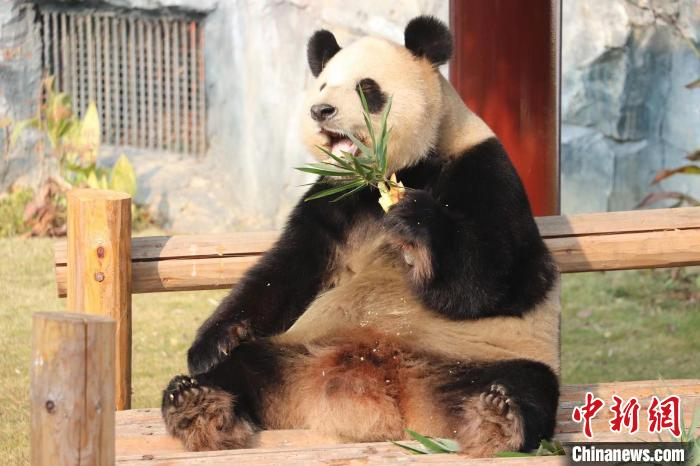 动物品尝特色饺子过冬至。杭州野生动物世界供图