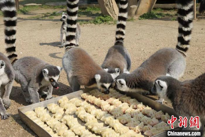 动物品尝特色饺子过冬至。杭州野生动物世界供图