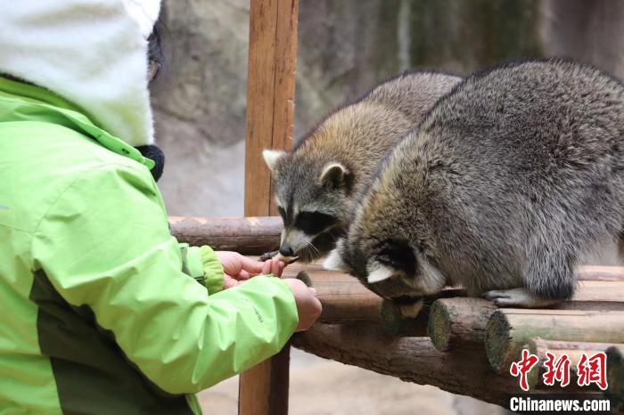 动物品尝特色饺子过冬至。杭州野生动物世界供图