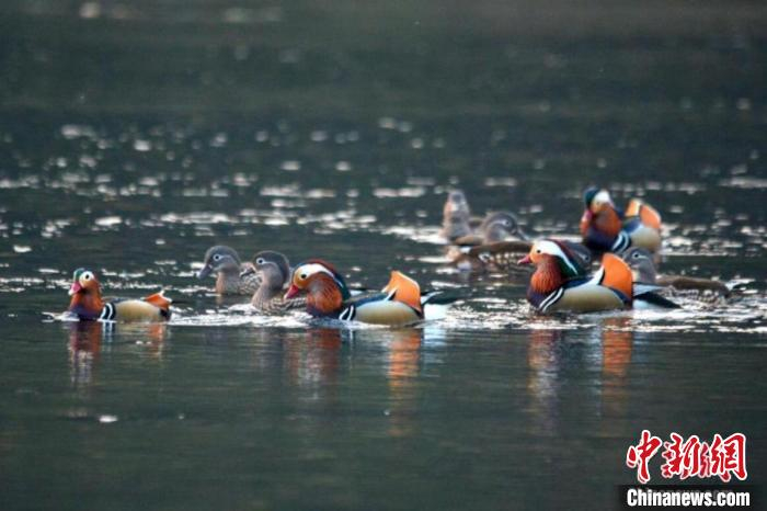 江西婺源以优美的生态环境，每年冬季都吸引大批野生鸳鸯驻留越冬。鸳鸯属国家二级保护动物，每年冬季从北方迁往长江中下游等地过冬。如今，婺源鸳鸯湖已成为世界最大的野生鸳鸯越冬栖息地。(资料图) 程新德 摄