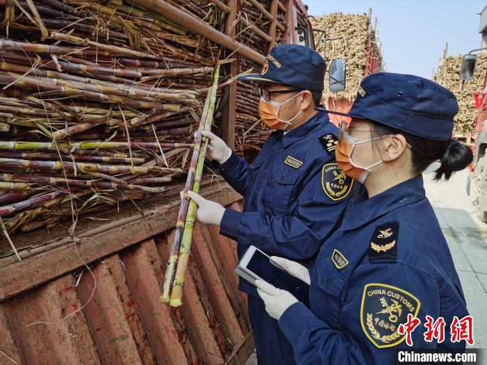    图为瑞丽海关关员对跨境种植返销甘蔗进行验放。　昆明海关供图