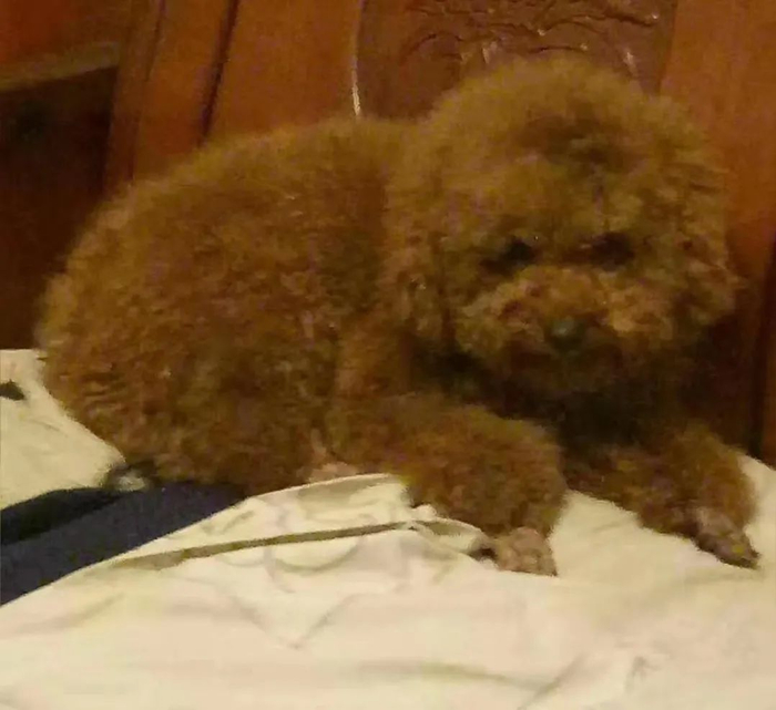 △老人提供的小狗“格格”幼时照片