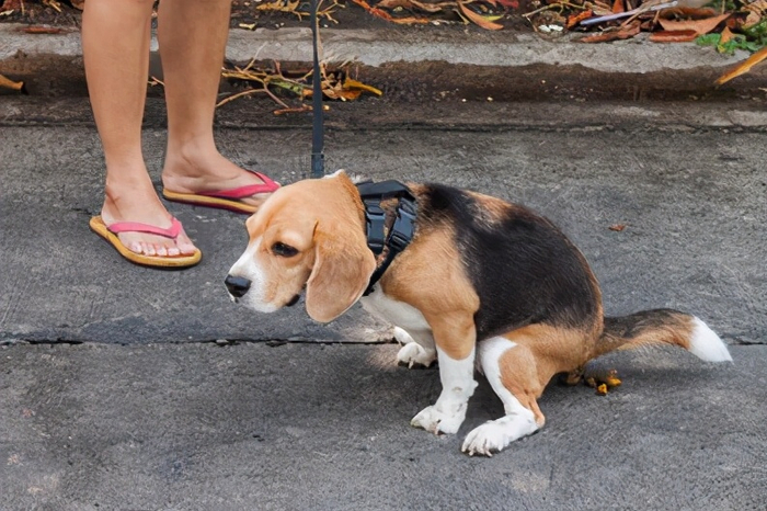 从狗狗的粪便状态,判断它们的身体是否健康