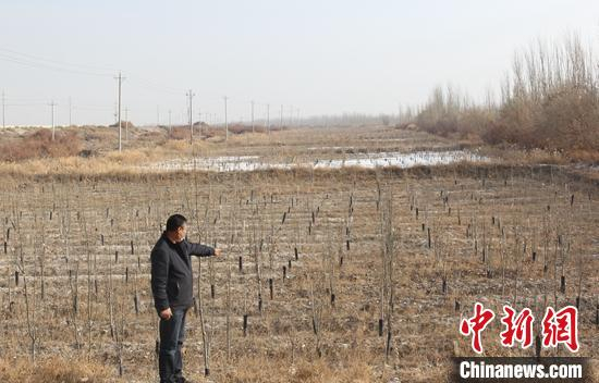     新和县尤鲁都斯巴格镇塔土热克村今年栽种的经济林。　陶拴科　摄