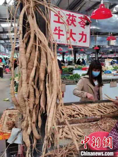  根茎发达的牛大力很是吸引顾客 李晓春 摄
