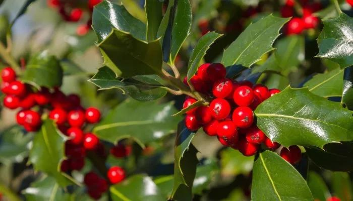 图说：冬青树是圣诞节的“常客”。图片来源：欧洲时报中东欧版