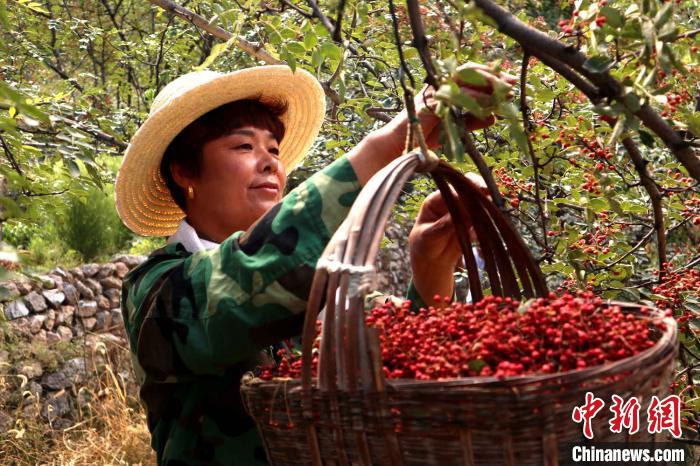 图为林果丰收。　段建斌 摄