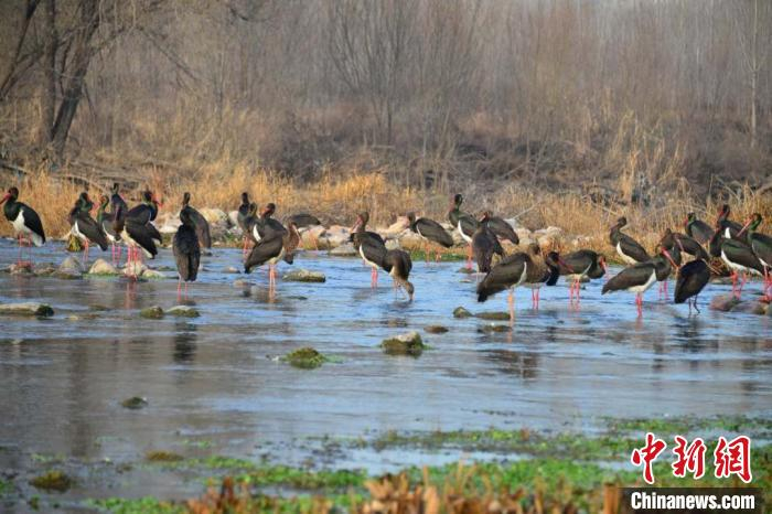 图为井陉县野生鸟类。　王保龙 摄