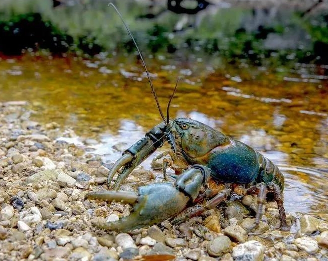 图说：小龙虾“入侵”比利时士兵墓。图片来源：加西周末
