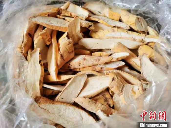  晒干的牛大力皮黄肉白 李晓春 摄