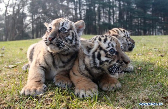 Three baby tigers are seen at Yangzhou Zoo in Yangzhou, east China's Jiangsu Province, Dec. 24, 2020. The tiger triplets from Yangzhou Zoo made their debut here on Thursday. The triplets, two females and one male, were born on Oct. 24 this year. (Photo by Meng Delong/Xinhua)