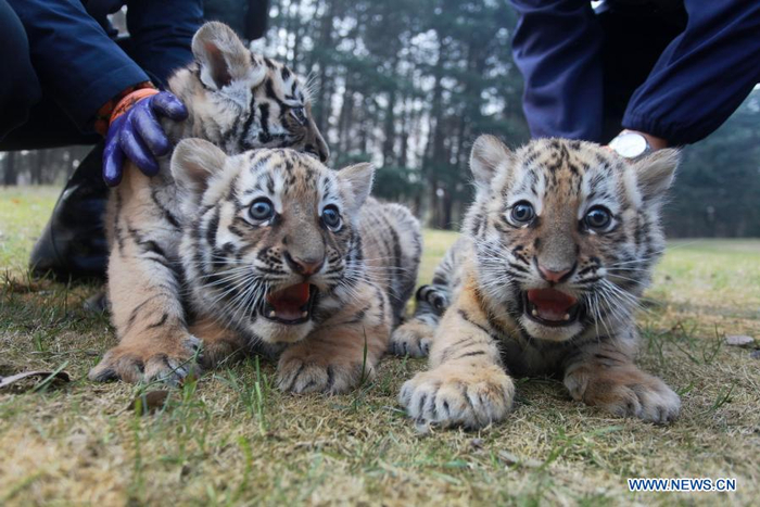 Three baby tigers are seen at Yangzhou Zoo in Yangzhou, east China's Jiangsu Province, Dec. 24, 2020. The tiger triplets from Yangzhou Zoo made their debut here on Thursday. The triplets, two females and one male, were born on Oct. 24 this year. (Photo by Meng Delong/Xinhua)